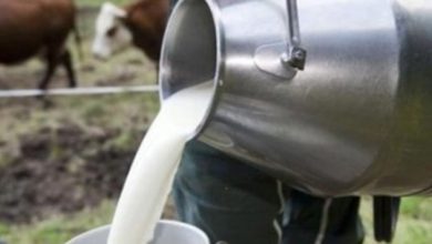مراكز تجميع الألبان