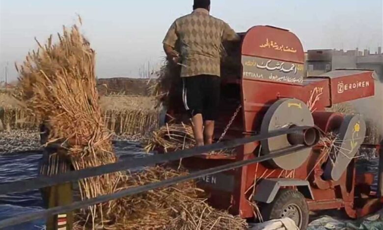 دراسة قمح