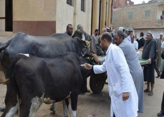 نقيب الفلاحين يوضح حقيقة تحذير الجزارين من المواشي المريضة
