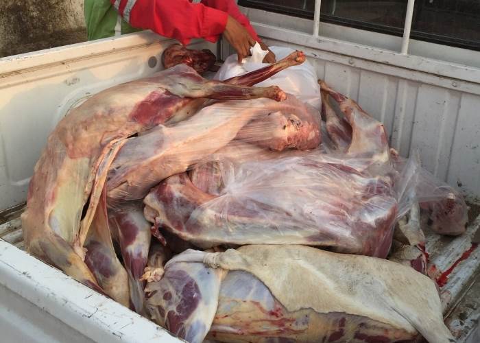 ضبط 2.5 طن من اللحوم منتهية الصلاحية قبل بيعها للمواطنين في شبرا الخيمة