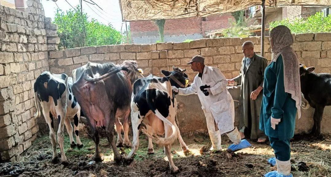 تحصين 220 ألف رأس ماشية ضد الحمى القلاعية والوادي المتصدع بمحافظة الغربية