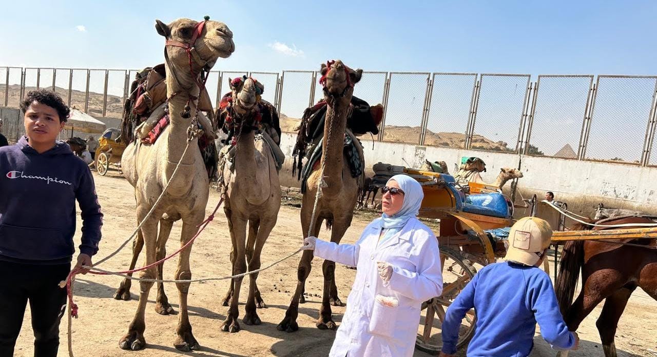 قوافل بيطرية مجانية لرعاية الخيول والجمال بالمنطقة الأثرية بالأهرامات
