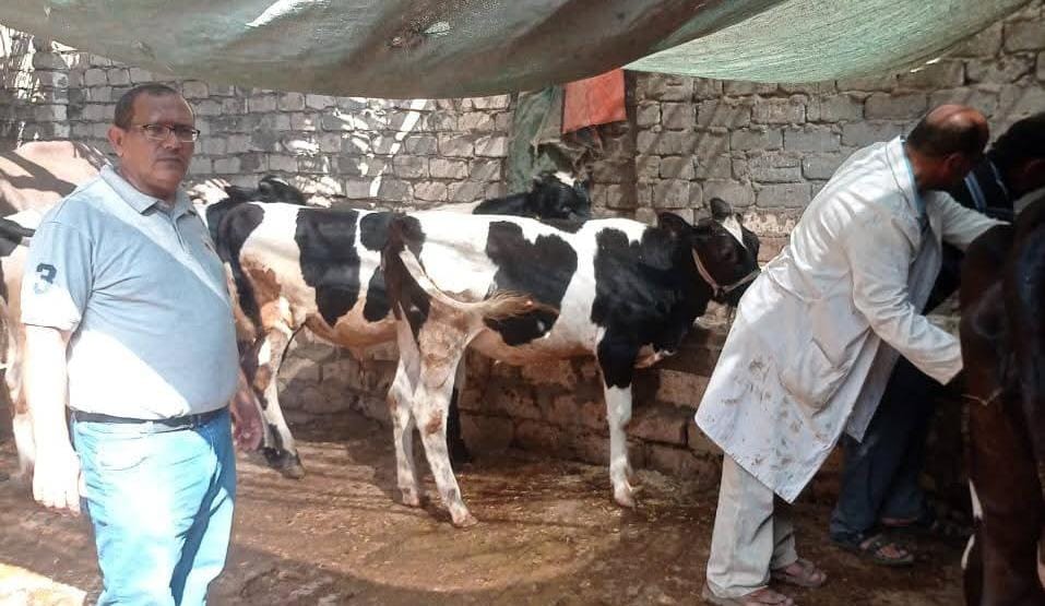 تحصين 230 ألف رأس ماشية في الحملة القومية للتحصين ضد الحمى القلاعية بالدقهلية
