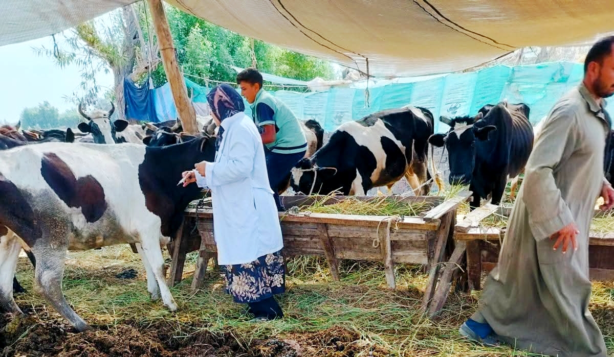 محافظ الدقهلية: تحصين أكثر من 16 ألف رأس ماشية ضد الحمى القلاعية