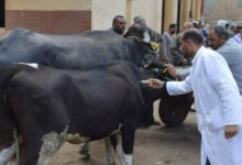 الحمى القلاعية