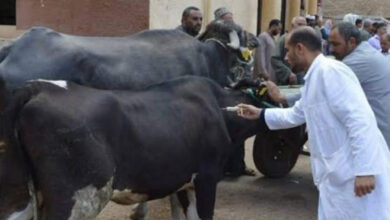 الحمى القلاعية