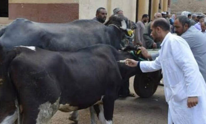 الحمى القلاعية