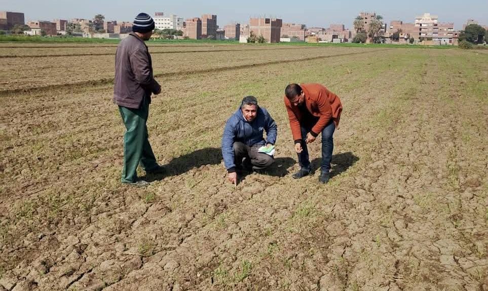 "الزراعة" تتابع موقف النمل الأبيض وتتفقد الزراعات الشتوية في محافظات الصعيد