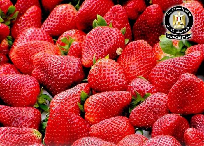 الفراولة المصرية تقتحم أسواق أوزبكستان لأول مرة