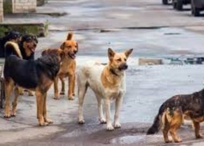 قانون جديد ينظم حيازة الحيوانات الخطرة.. إجراءات صارمة