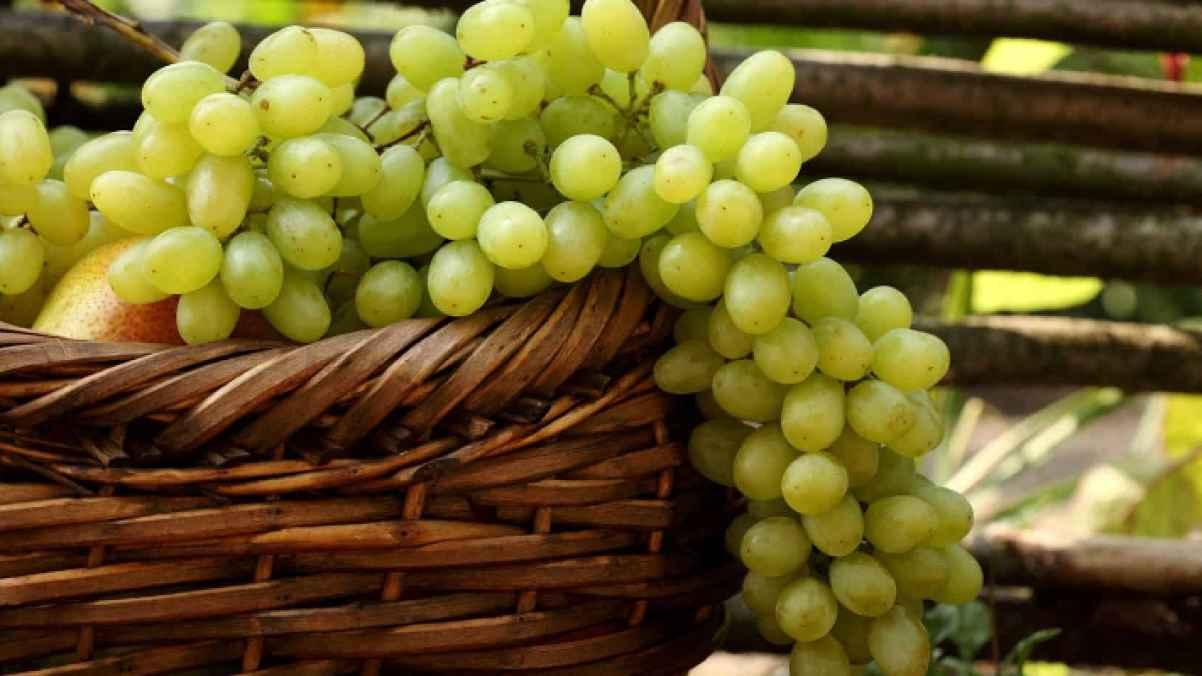 "صيدلية منزلية".. تعرف على فوائد العنب الأخضر