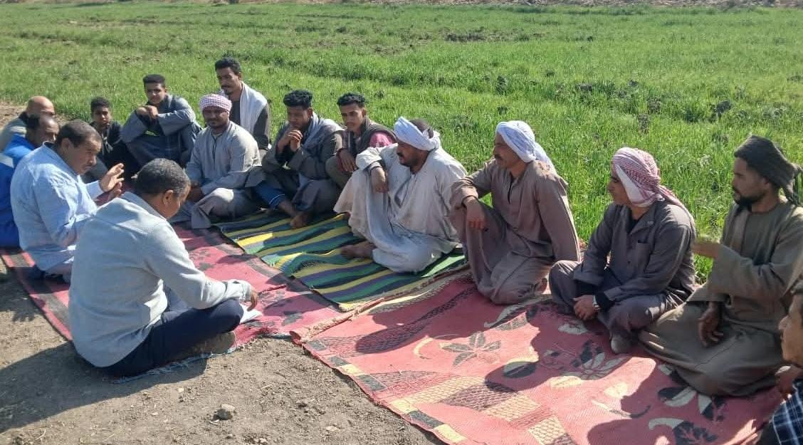 "زراعة قنا" تنظم مدارس حقلية لمزارعي القمح