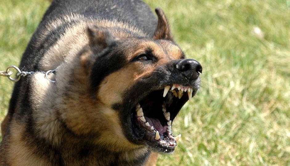 كلب مسعور يعقر 13 شخصا في احدي قري كفر الشيخ