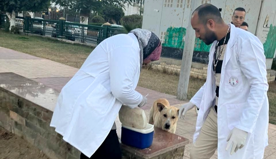 بيطري المنيا يواصل تنفيذ الحملة القومية لمكافحة السعار