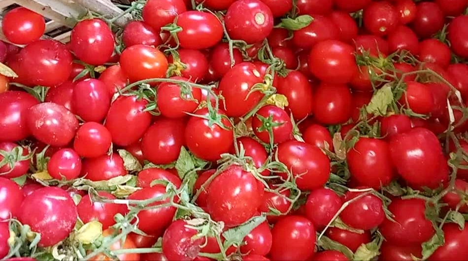 بسعر 20 جنيهاً للكيلو.. طرح كميات كبيرة من الطماطم بالمجمعات الاستهلاكية